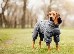 Image result for Clothes for Dogs Product