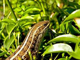 Image result for African Flat Lizard