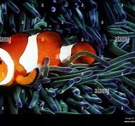 Image result for Clownfish Habitat