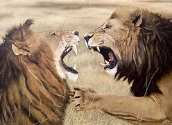 Image result for Lions Fighting Crocs Pics