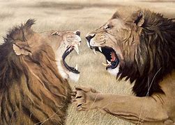 Image result for Fighting Lions Antonia Ferrante Gym