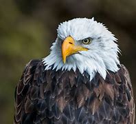 Image result for Bald Headed Eagle