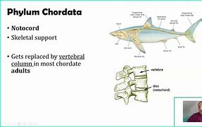 Image result for Subphylum of Chordata