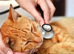 Image result for Sick Cat with Feline Leukemia