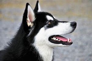Image result for Germany Dog Breeds