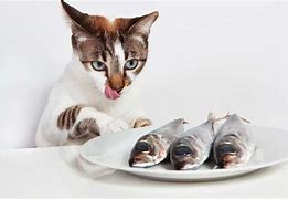 Image result for Cats Like Fish