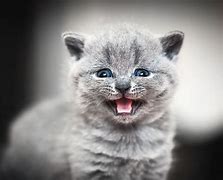 Image result for Crying Kitten