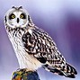 Image result for Snow Owl Cute