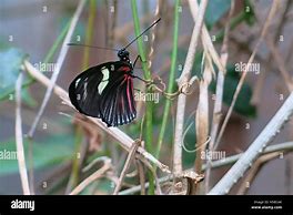 Image result for Butterfly with Wings Closed