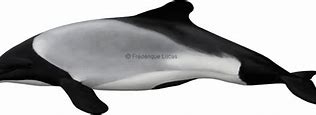 Image result for Cephalorhynchus Commersonii