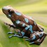 Image result for Poison Dart Frog Animal