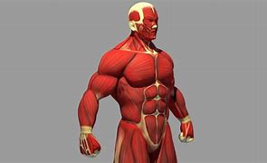 Image result for Muscle Refrences