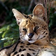 Image result for Serval Tiger