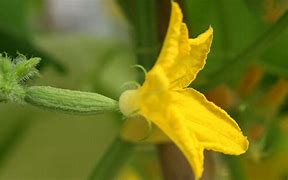 Image result for Cucumber Plant