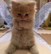 Image result for Cat PFP Fairy Wings