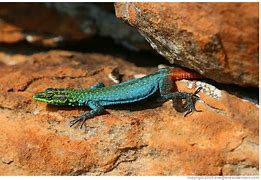 Image result for African Flat Lizard