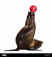 Image result for Sea Lion Ball