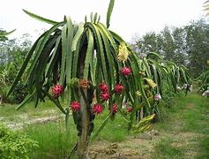 Image result for Pokok Buah Naga Kartun