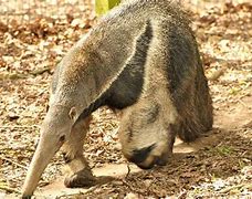 Image result for Anteater Tapir