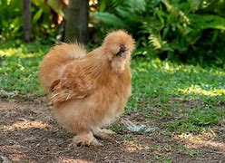 Image result for Gray Silkie Chicken