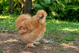 Image result for Silkie Chicken Feet