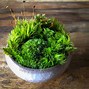 Image result for Moss Dish Garden