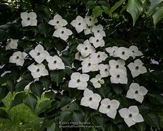 Image result for Kousa Dogwood