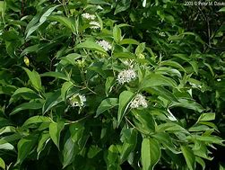 Image result for Cornus Amomum