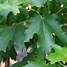 Image result for Fire Maple Tree