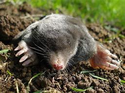 Image result for Mole Vole