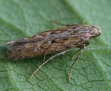 Image result for Life Cycle of Potato Tuber Moth