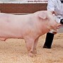 Image result for Large White Swine