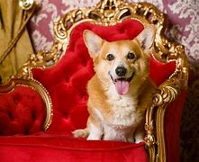 Image result for Royal Corgi