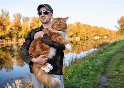 Image result for Person Holding Maine Coon Cat