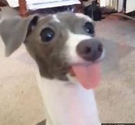 Image result for Dog Tongue Donut Meme