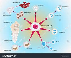 Image result for Blood Stem Cells