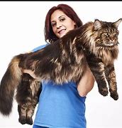 Image result for Person Holding Maine Coon Cat