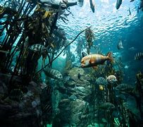 Image result for Kelp Forest