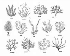 Image result for Algae Graphic