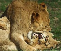 Image result for Lions Fighting Other Animals