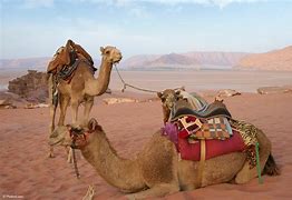 Image result for Camels Desert Image Free