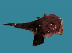 Image result for Lophius AmericanUS