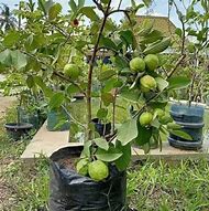 Image result for Pokok Jambu Batu