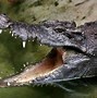 Image result for Croc vs Alligator Snout