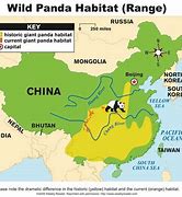 Image result for Panda Shaps