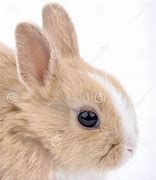 Image result for Baby Brown Rabbit