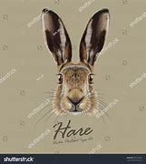 Image result for Hare Portrait Face