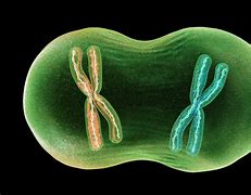 Image result for Mitosis Chromosomes