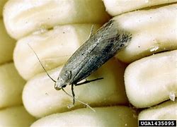 Image result for Rice Moth