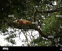 Image result for Mitred Leaf Monkey